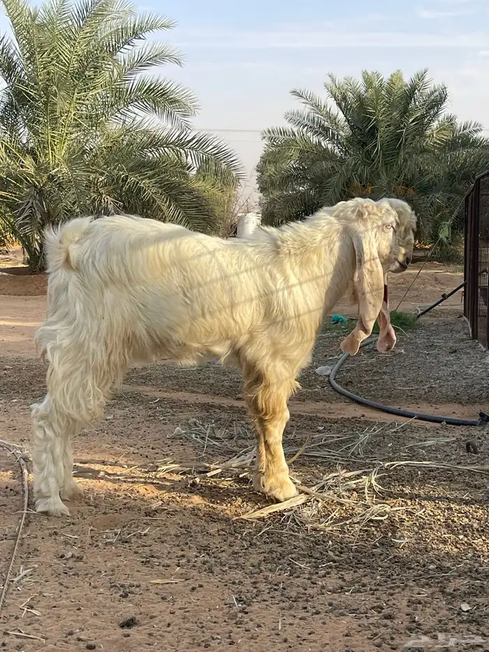 مشروع فحل مطور 1