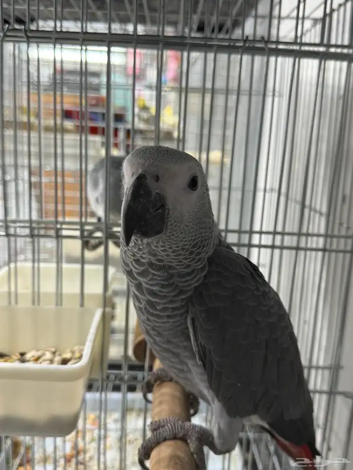 فروخ كاسكو جملة 1