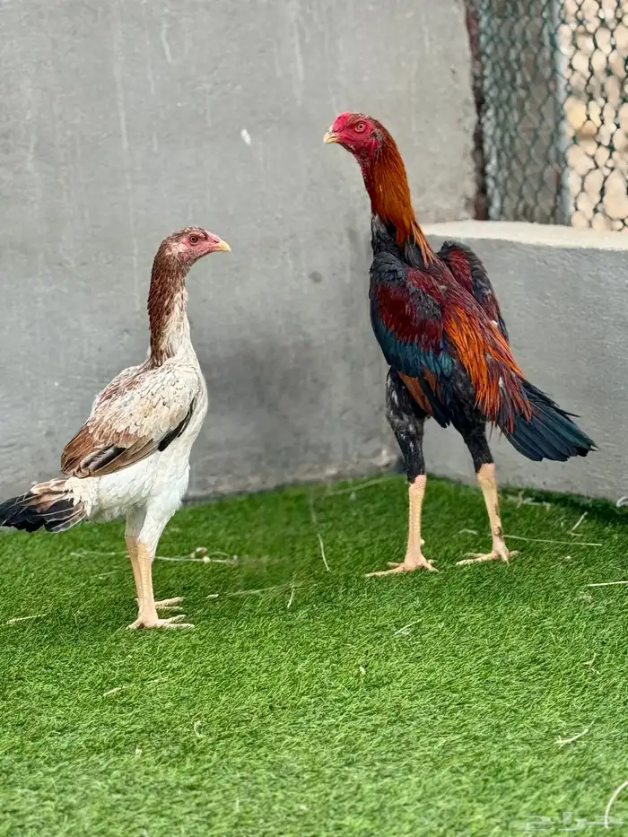 شامو ياباني 2