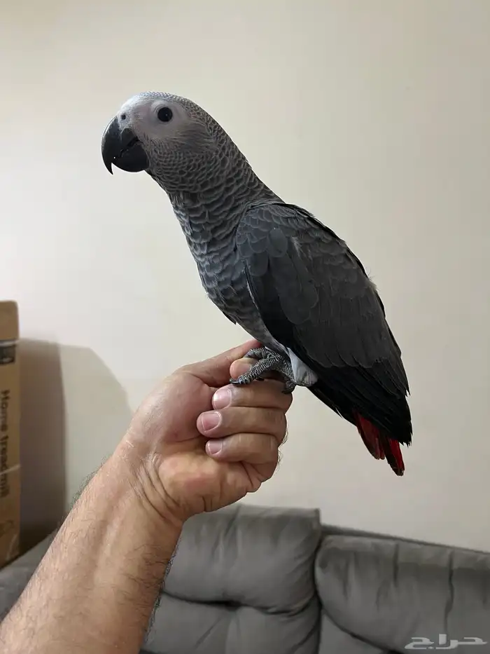 فروخ كاسكو 2