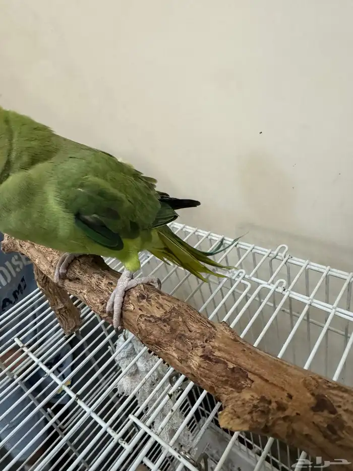 ببغاء درة انتاج البحرين العمر اقل من سنة 0