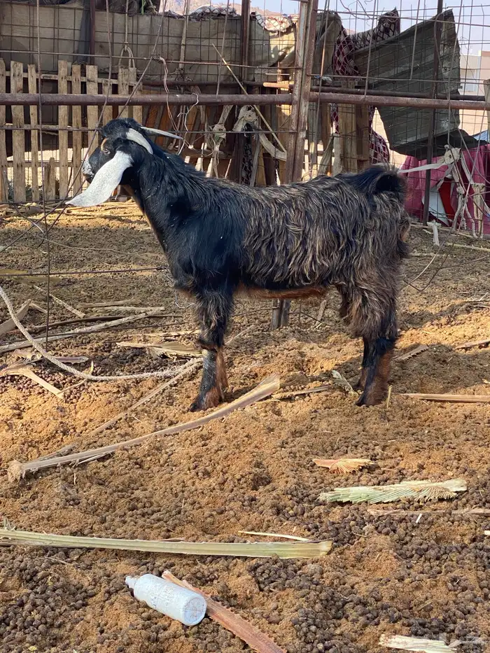 6. تيوس ذبايح كبار وصغار طيبه ونظيفه ( تفريد. وجمله ) 1