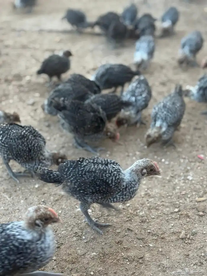 صوص فيومي دجاج فيومي 6