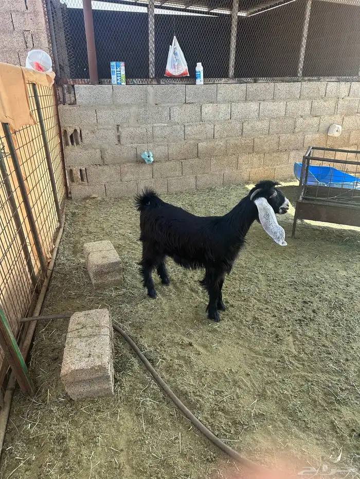 عناق عارضي 2