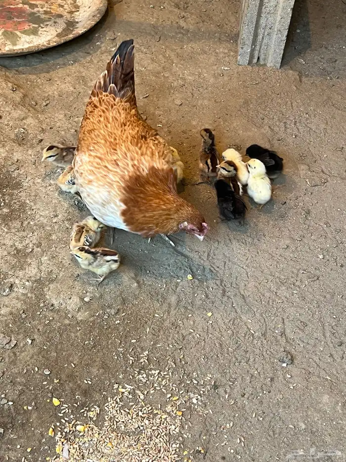 دجاجتين بفروخها والفروخ ابوها ديك تاج 4