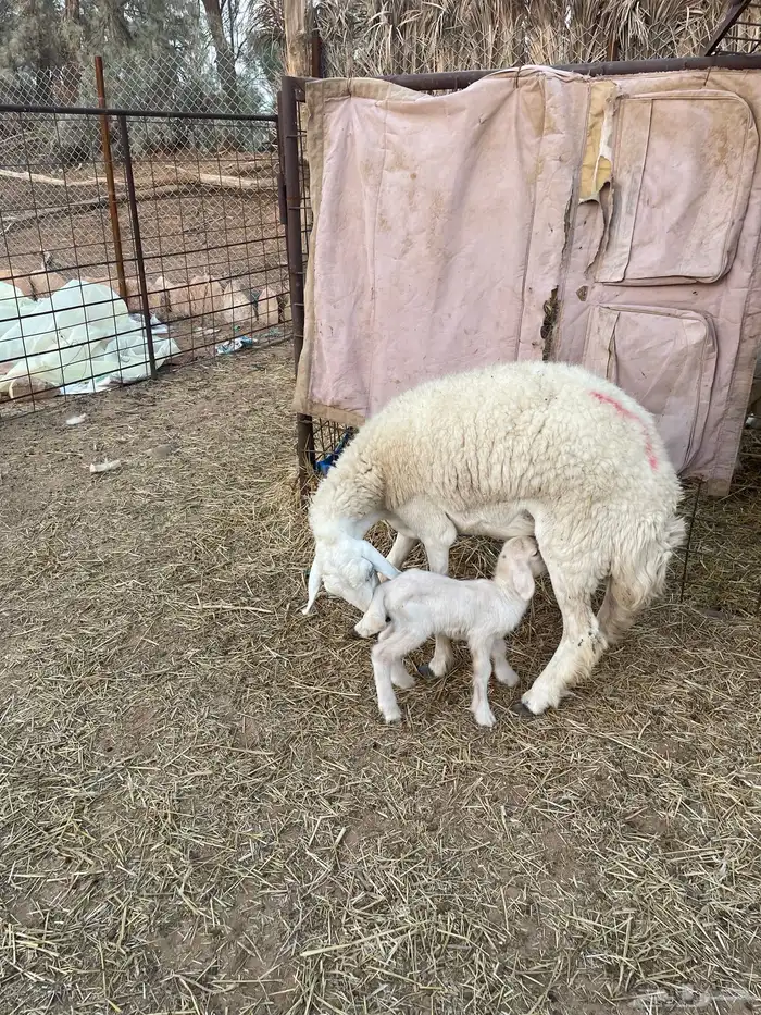 (شاه صنف والد جذعه) 1