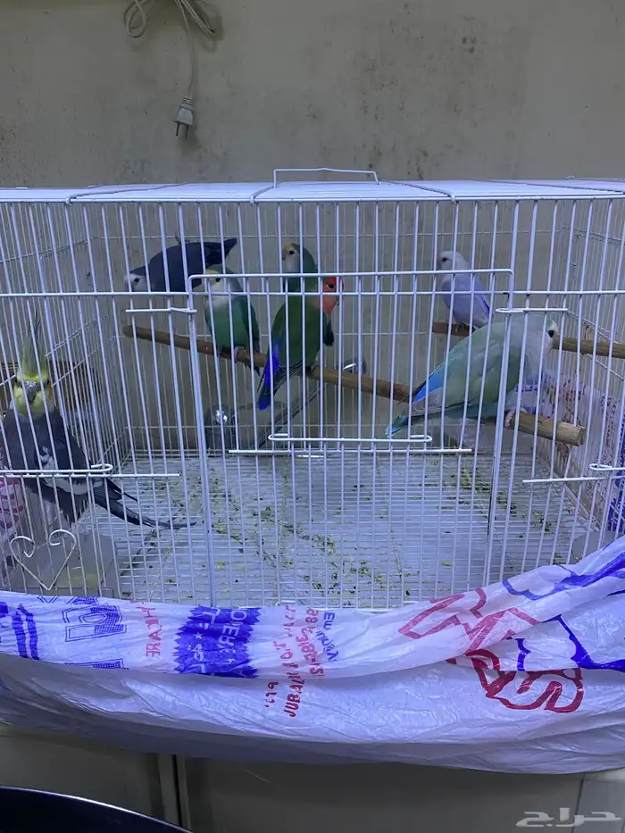 طيور روز و كروان و دره اسعارهم ممتازه 4