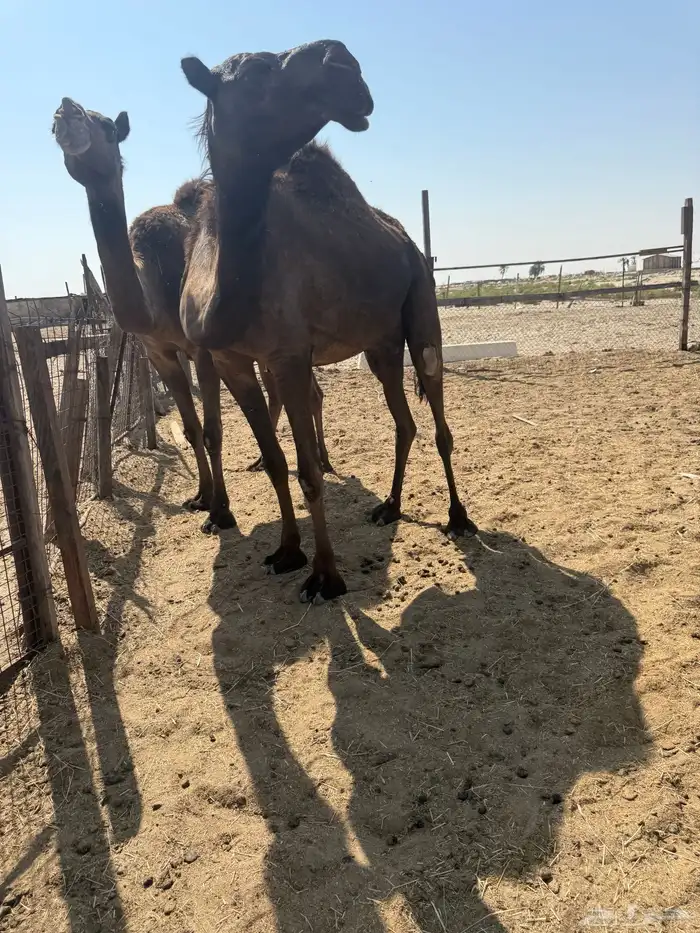 عشاير شرط ضرايب 4