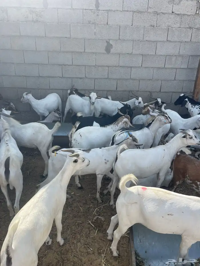 تيوس مستوردة مرباه 4 اشهر ذبايح 6