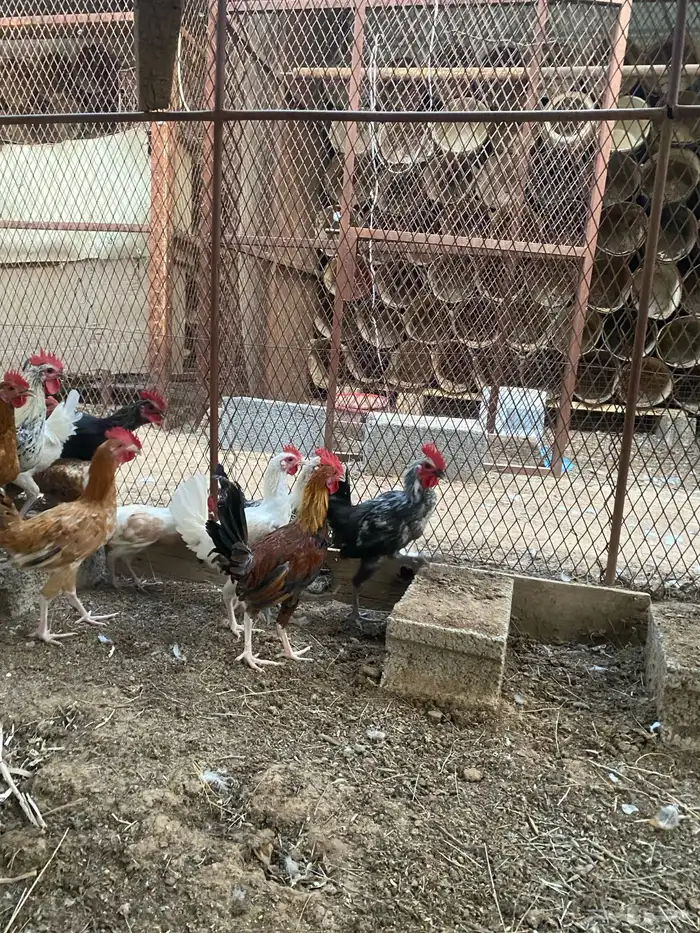 ديوك هجين وبلدي وفيومي 9