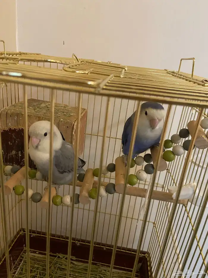 زوج روز اليف 0