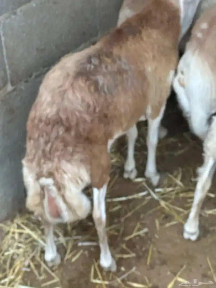 برابر ورفيديات مرابي 63