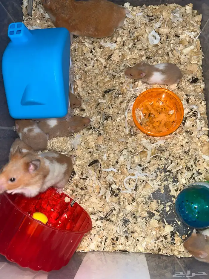 هامستر للبيع 1