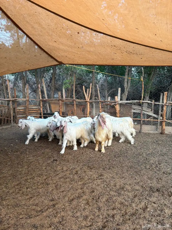 معزا عوارض بيض صنف 1