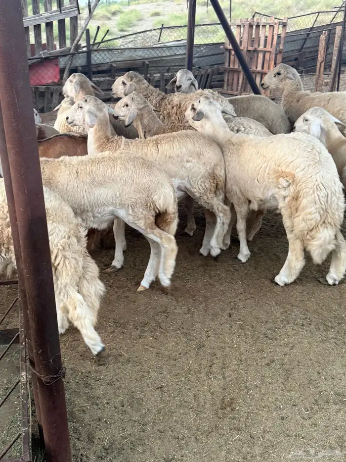 طليان حرية 3