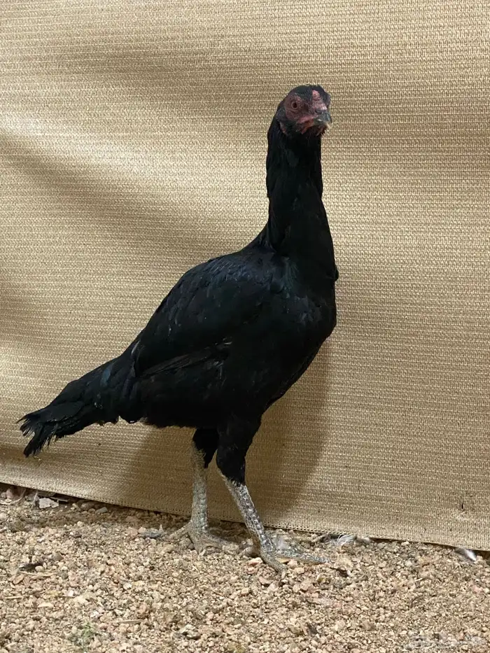 دجاج سندي نسل غبشان 3