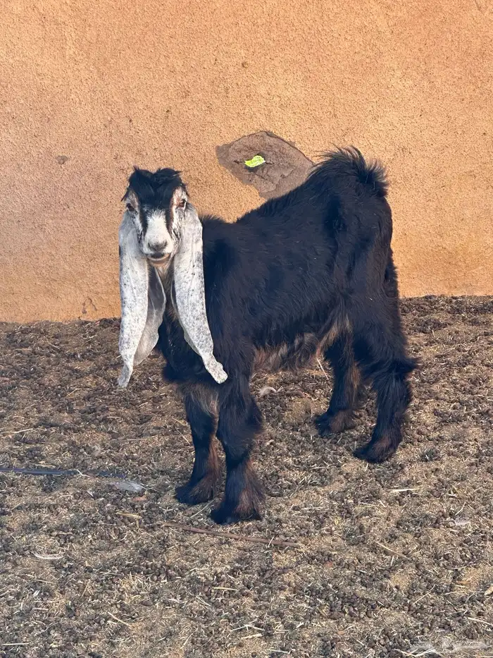 جفره عارضيه للبيع 0