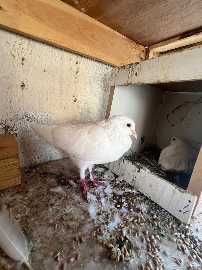 للبيع حمام صنعاني 2