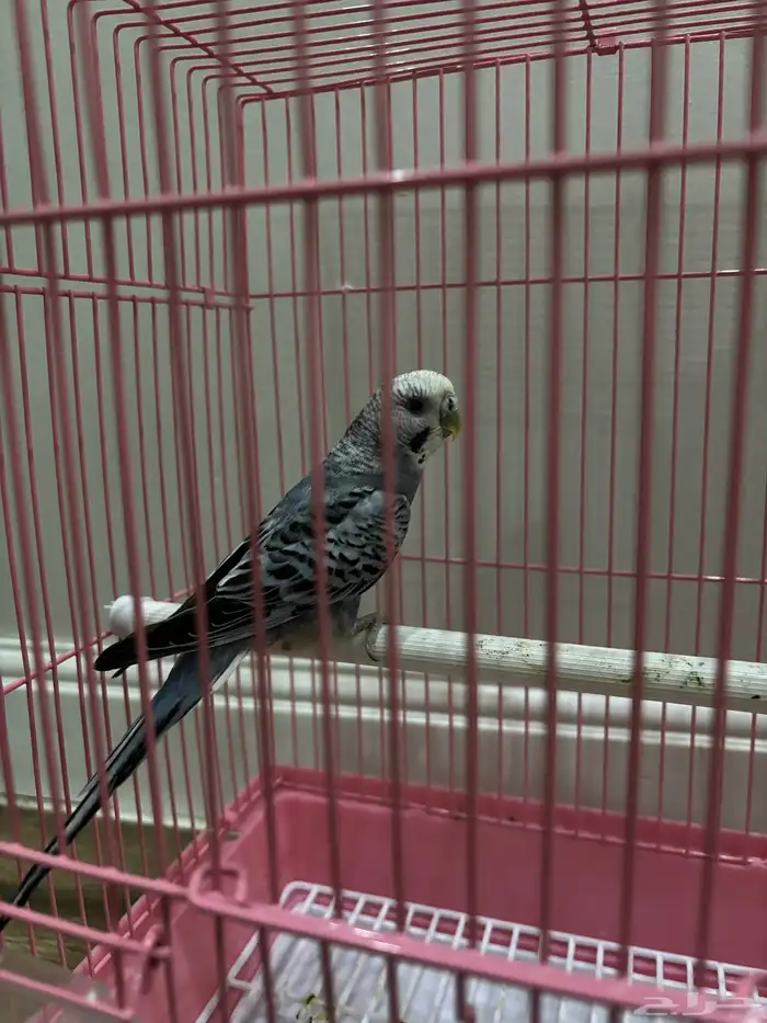 للبيع عصفور بادجي 3