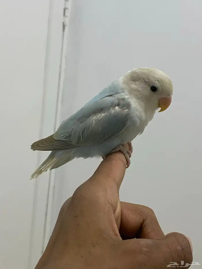 للبيع روز اليف ميعض 1