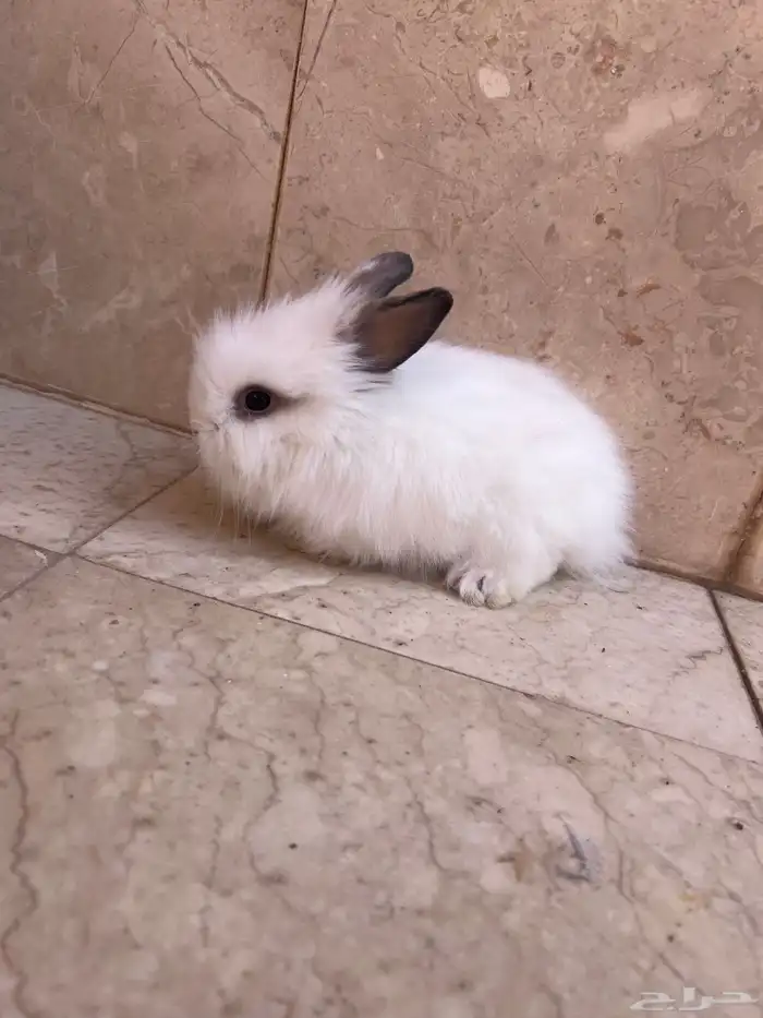 ارنب ذو فرو كثيف للبيع 3