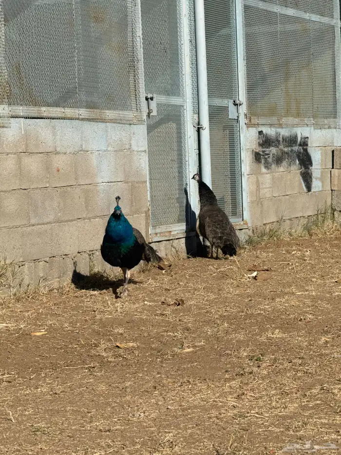 زو ج طائوس للبيع 6