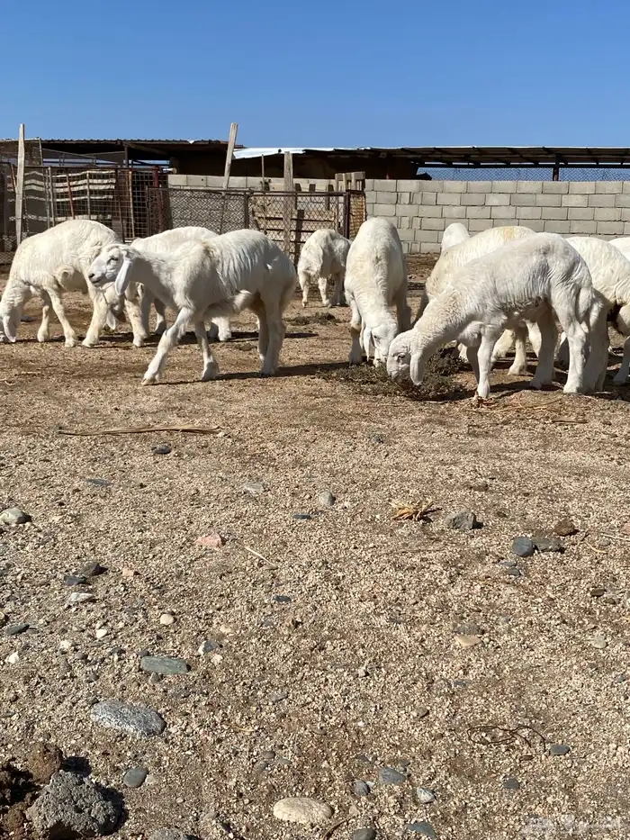 للبيع بهم العدد 14 نضيفه وسليمه 9 طليان و 4 رخال سمينه وشحم 6