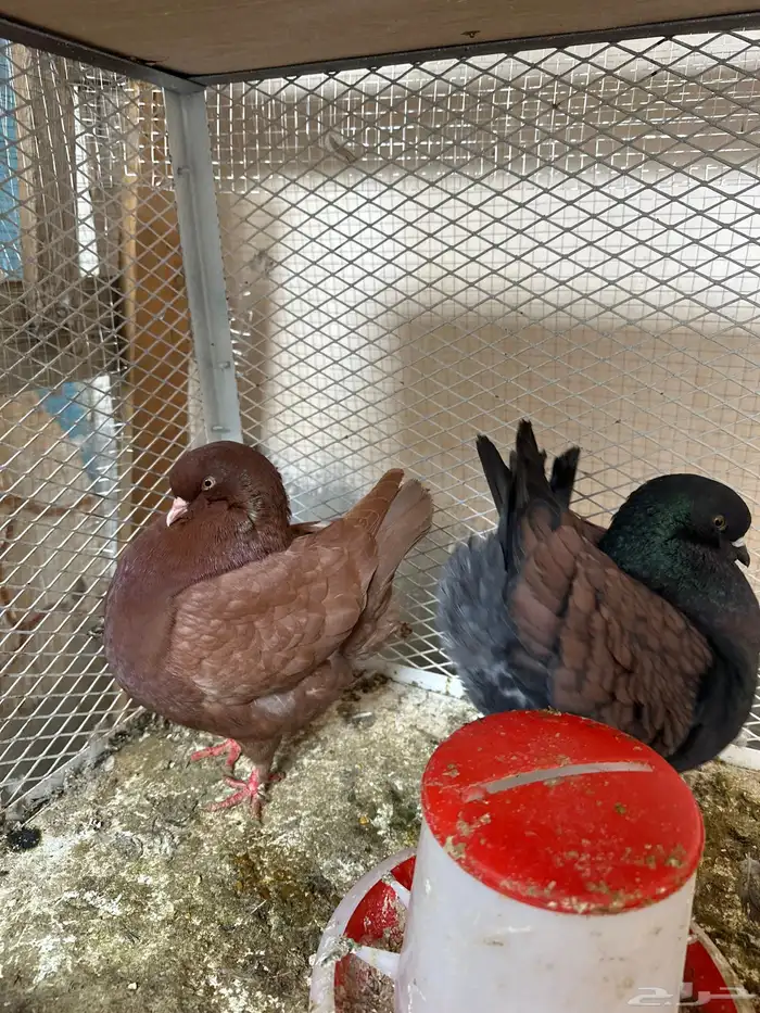 جوز كنق فاخر 0