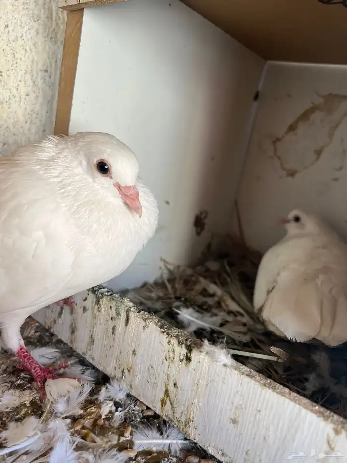 للبيع حمام صنعاني 0