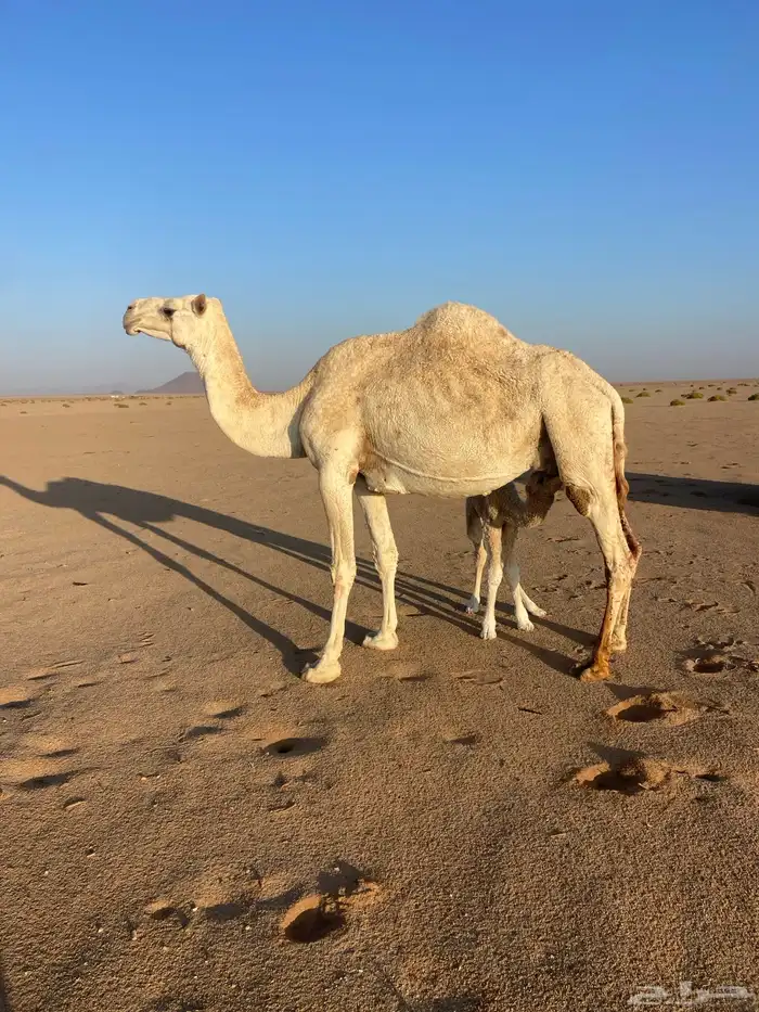 خلفه وضحاء 1