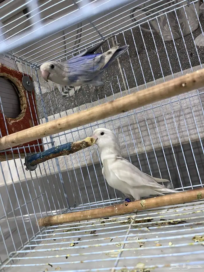 زوج روز سبق لهم الانتاج 0