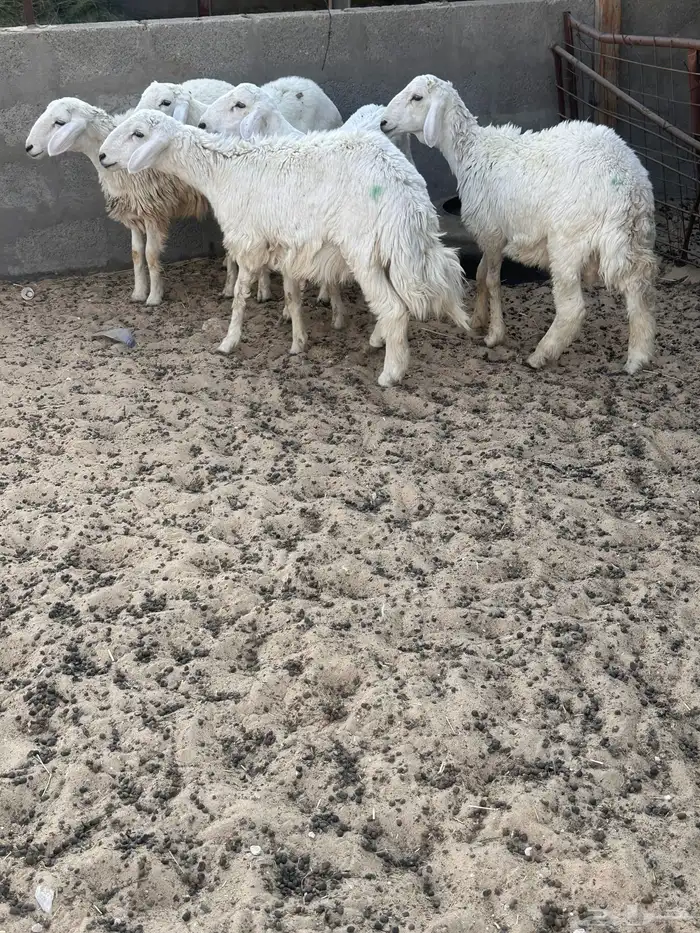 هرافى خرفان حري 8