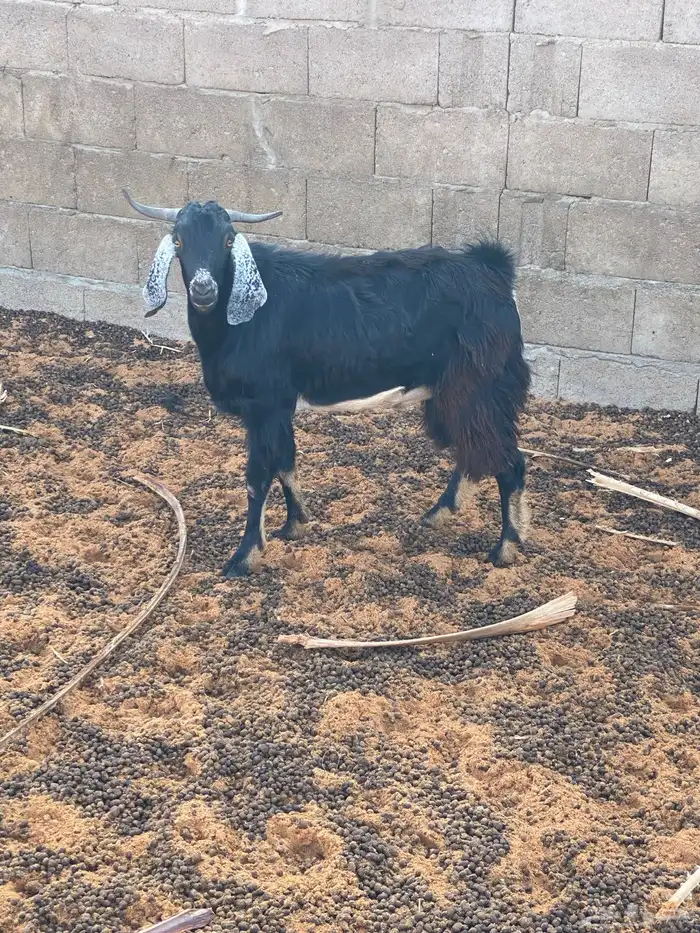 6. تيوس ذبايح كبار وصغار طيبه ونظيفه ( تفريد. وجمله ) 4