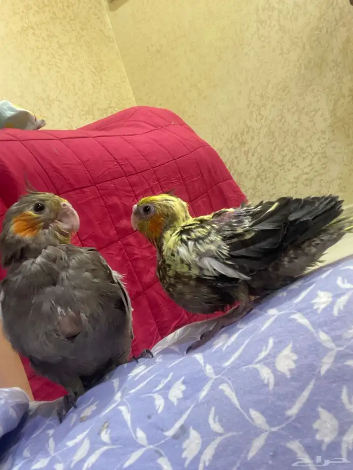 كروان كوكتيل 0