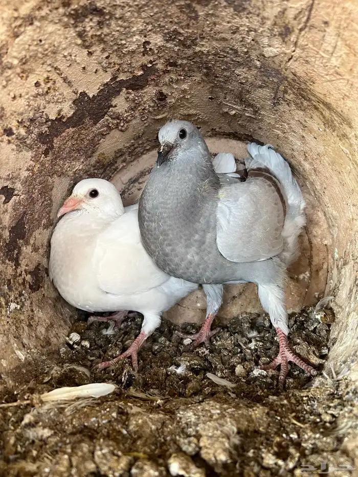 زغاليل حمام 3