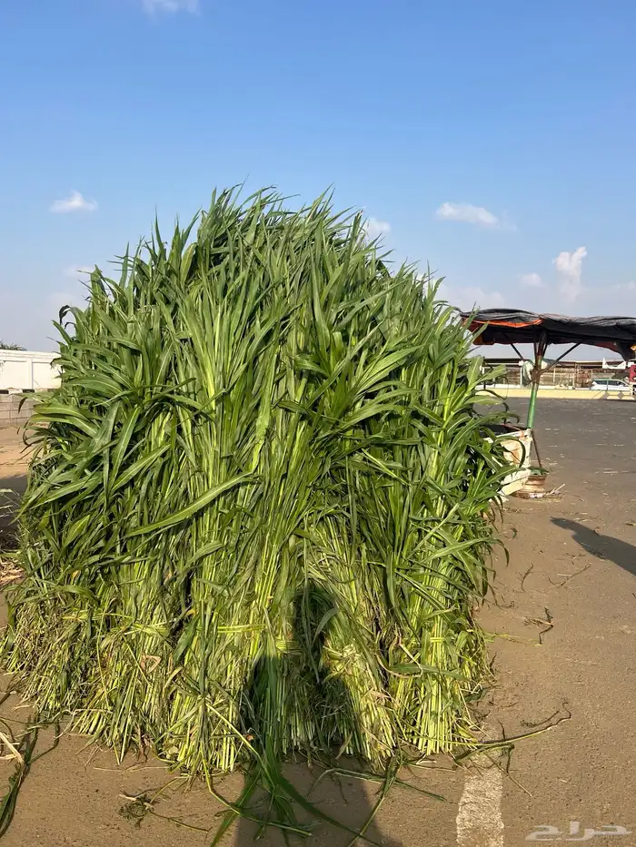 قصب اخضر وجيم قصار حزم الموقع حرجه ضمد السعر 5 0
