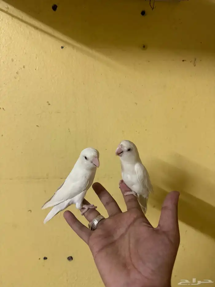 روز البينو عيون حمر 5