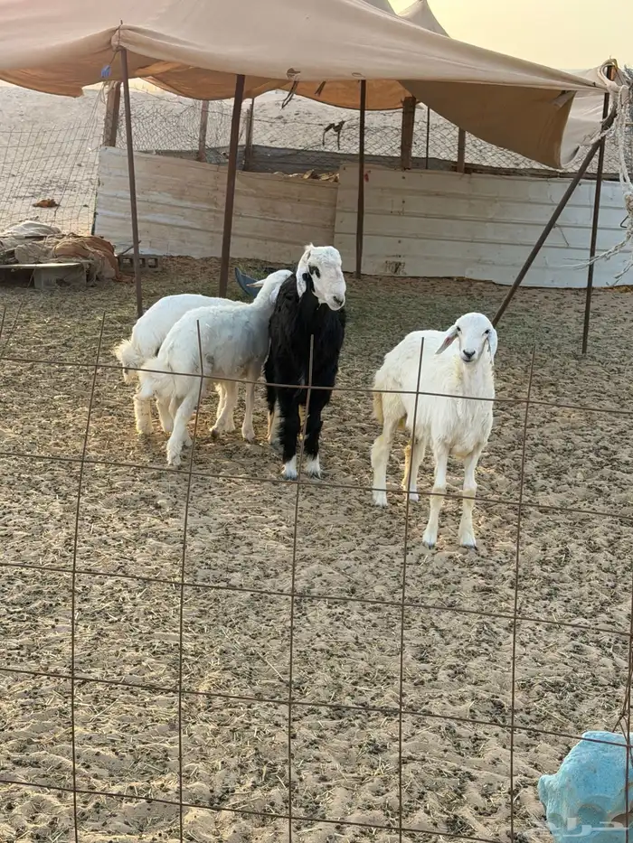 هرافى حريات ونجدي 0