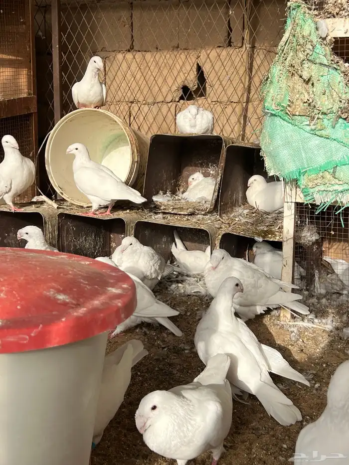 حمام هومر ومهمر مع الانتاج ينتج الوان وشكل مرتب 4