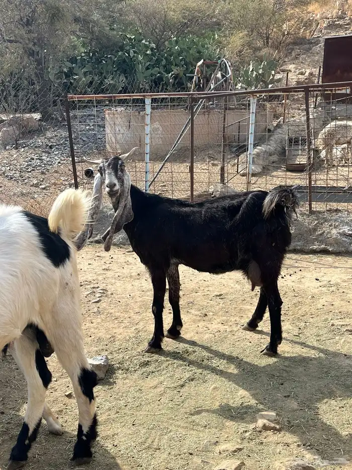 معزاء للبيع 6