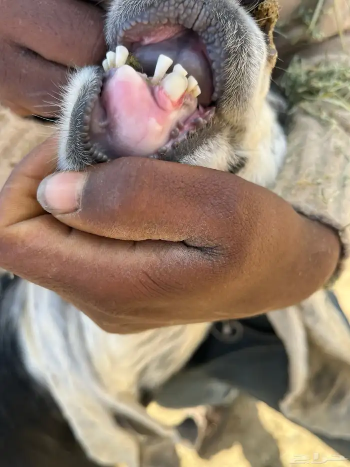 معزاء للبيع 8