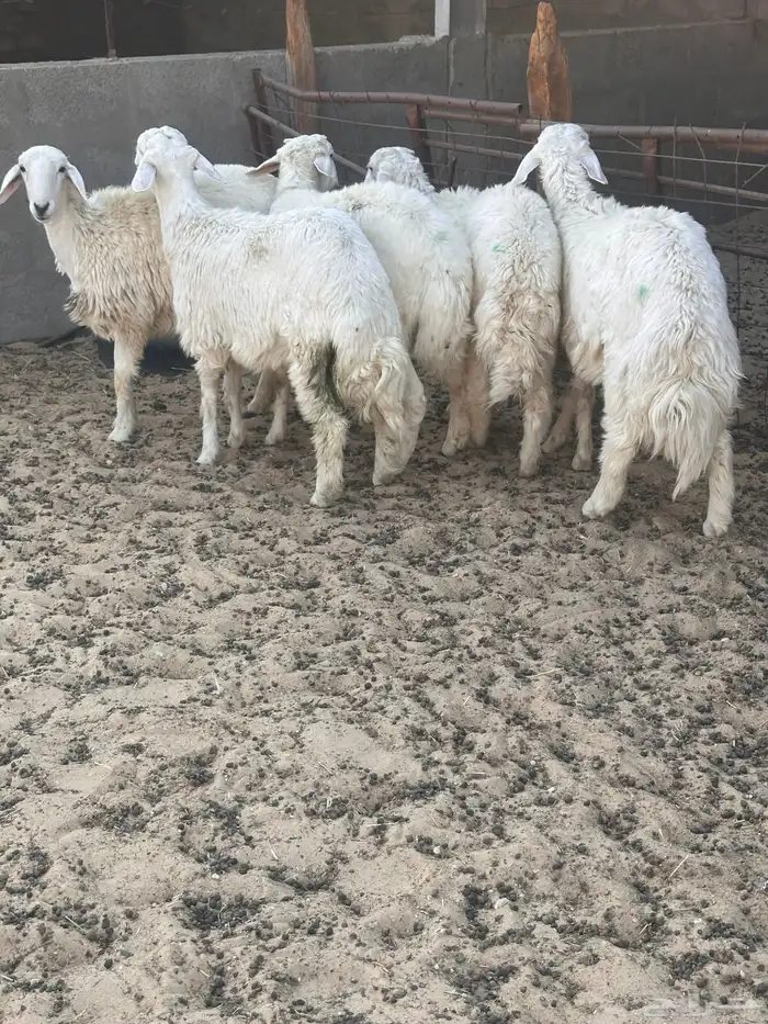 هرافى خرفان حري 7