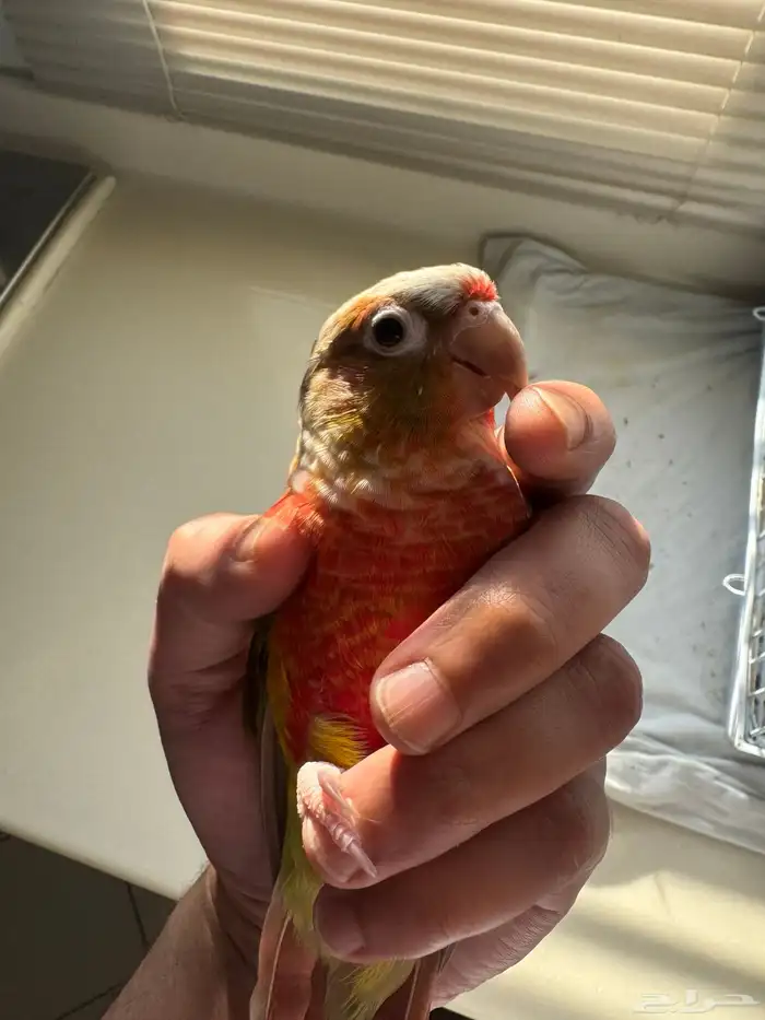 طيران الناس اليف جدا جدا جدا 0