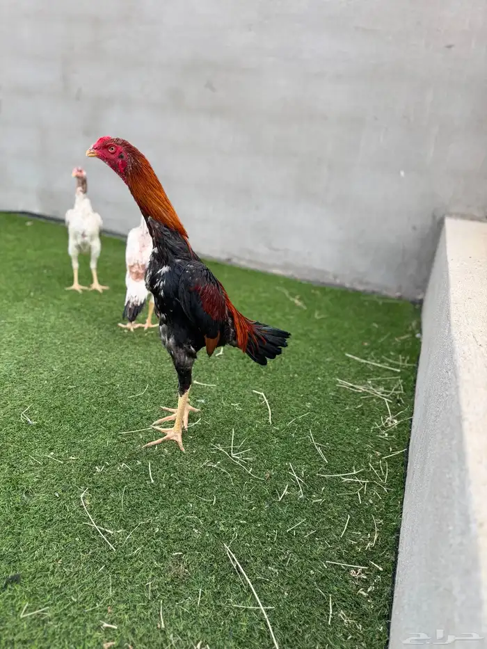 شامو ياباني 1