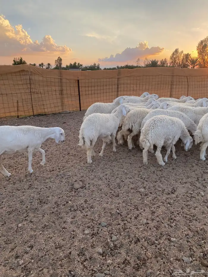 ( رخال جذعات دفيع مشروطة ) 17