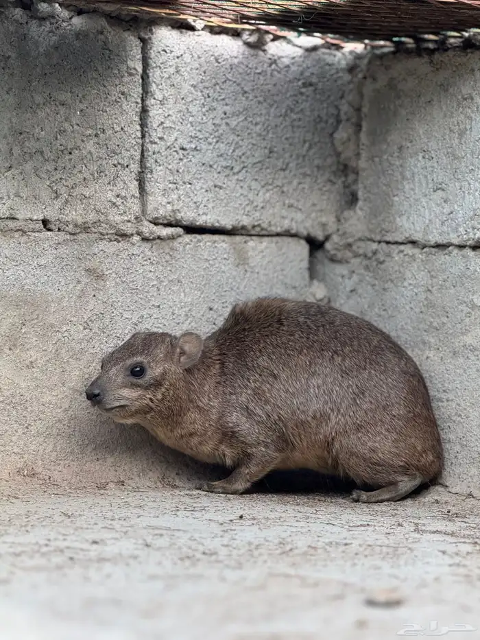 وبران بريه 0