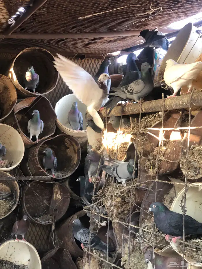 حمام زاجل وعربي مخلط تقريب ا 100 جوز و البيع جملة 2