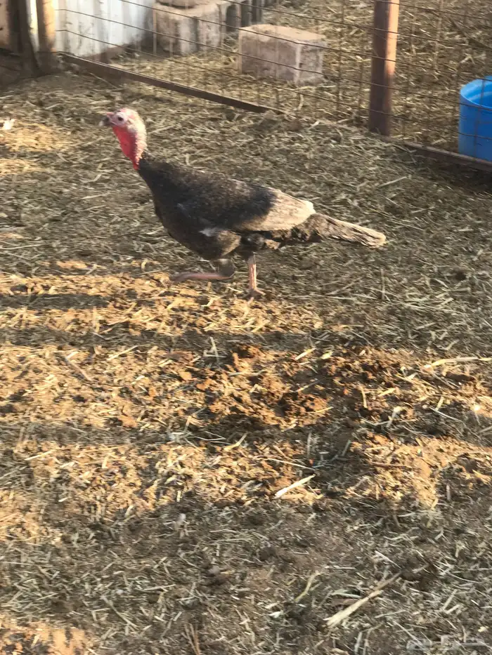 دجاج رومي لبيع على اسوم و دجاج فيومي للبيع على اسوم 3