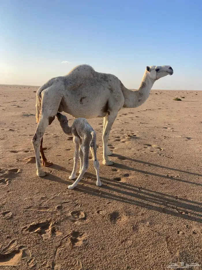 خلفه وضحاء 2