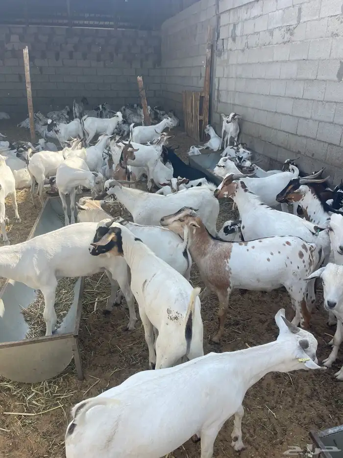 تيوس مستوردة مرباه 4 اشهر ذبايح 0